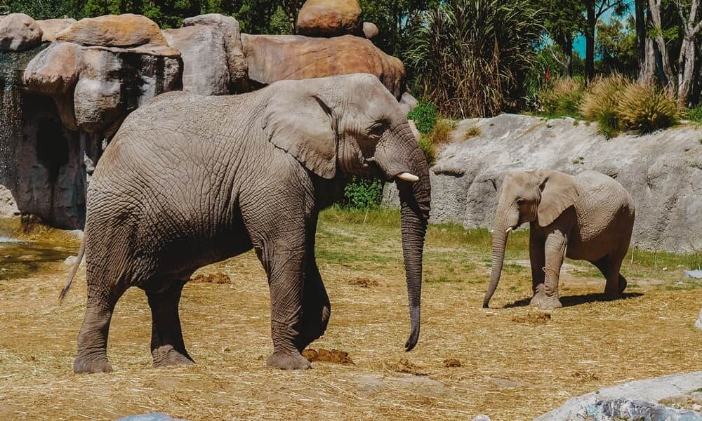 Um elefante e um filhote de elefante caminhando na grama em uma santuário de elefantes na Tailândia