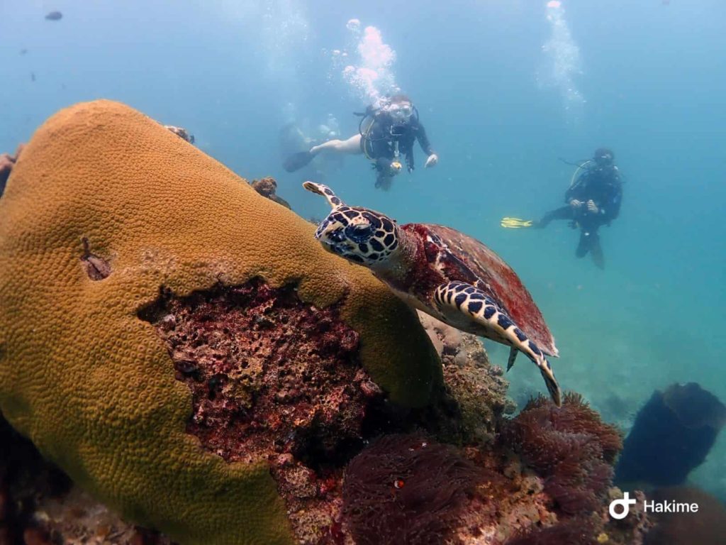 duas pessoas avistando uma tartaruga em um mergulho de cilindro na tailândia