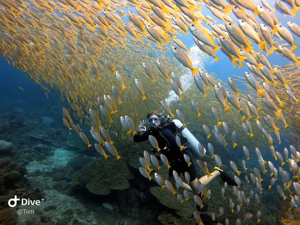 turista entre um cardume durante um mergulho na ilha de Phi Phi na Tailândia