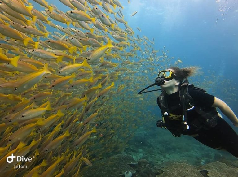 Mulher vendo um cardume de peixes durante um mergulho em Phi Phi na Tailândia