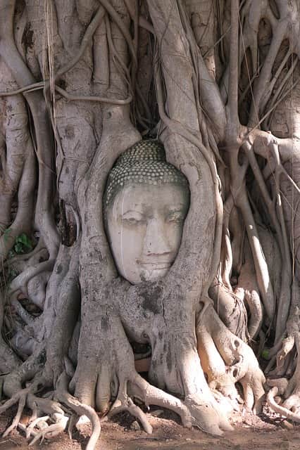 imagem de buda nas raízes de uma árvore em Ayutthaya
