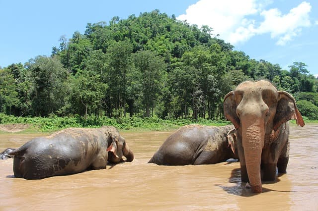 3 Elefantes durante um banho de lama em Phuket