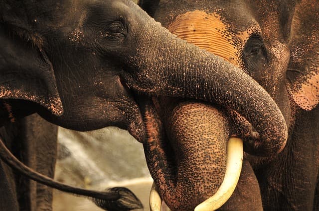 Dois elefantes em um santuário de elefantes na Tailândia
