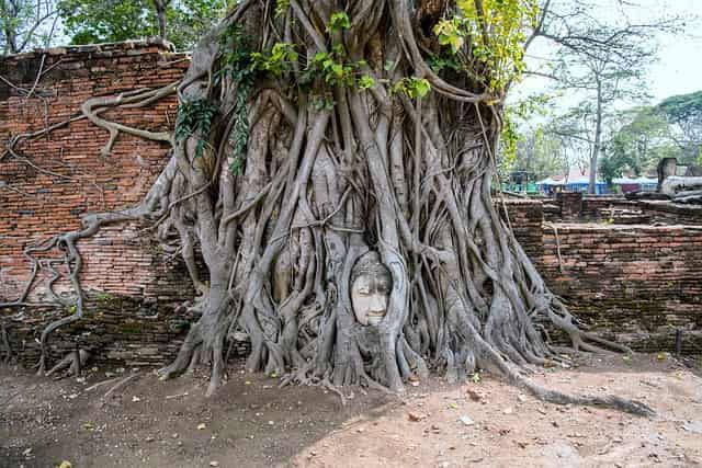 Cabeça do Buda na árvore no templo de Wat Maha That em Ayutthaya, em Bangkok. Dica de roteiro em Bangkok, passeio. 