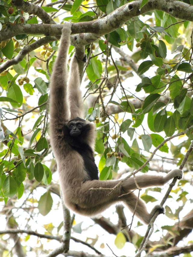 Patrimônios Naturais Tailândia | Phi Phi Brazuca