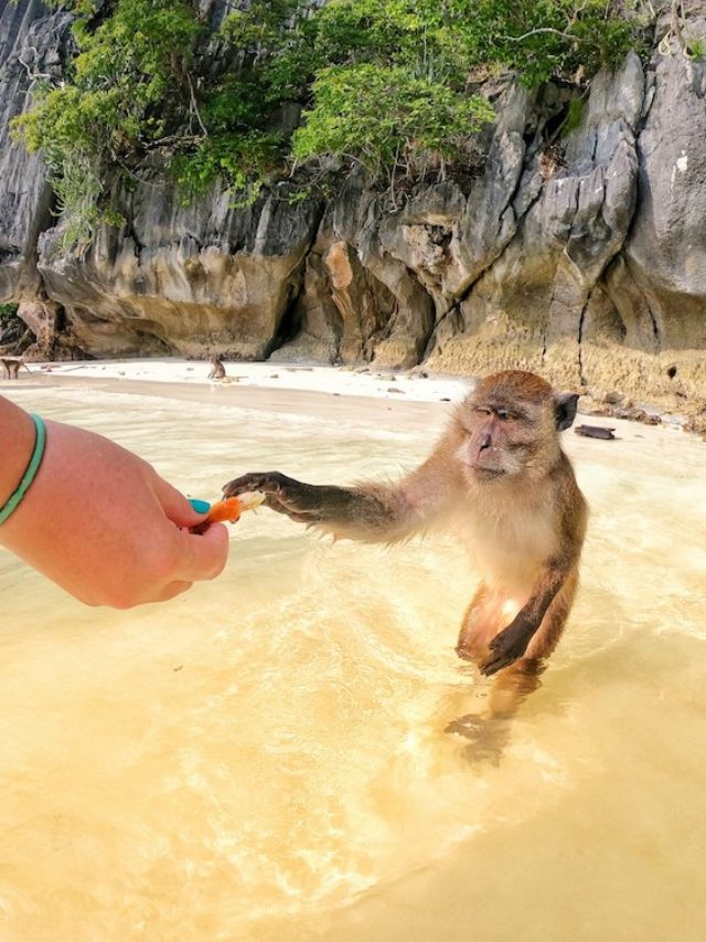 Monkey Beach | Phi Phi Brazuca