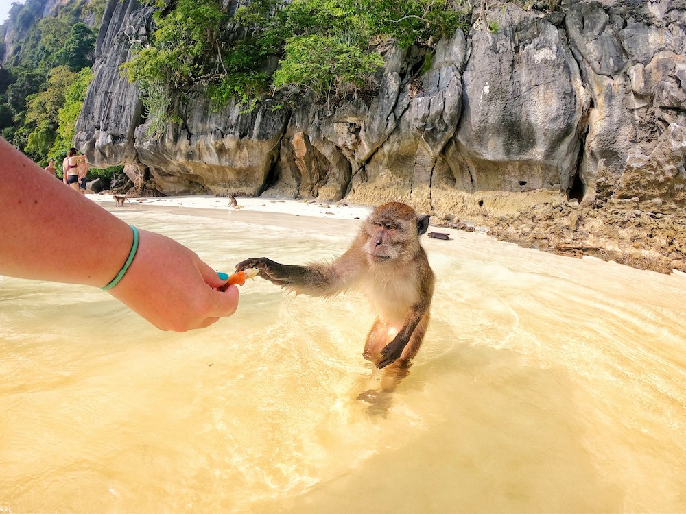 Monkey Beach | Phi Phi Brazuca