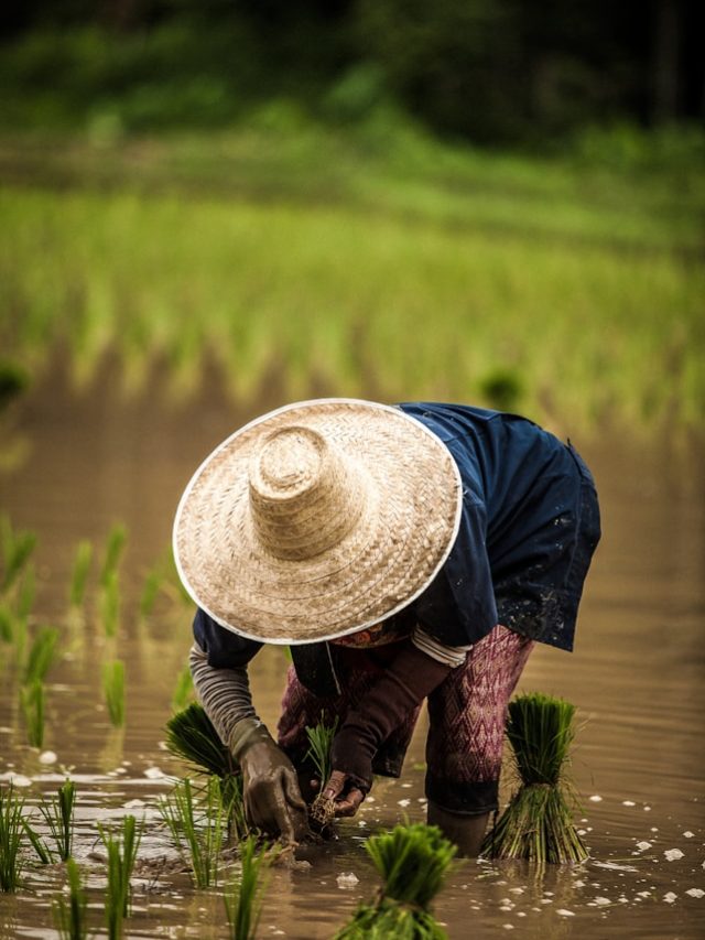 7 Curiosidades sobre as plantações de arroz tailandesas | Phi Phi Brazuca