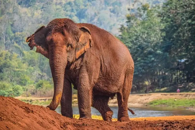 Saiba onde visitar elefantes com ética em Chiang Mai | Phi Phi Brazuca