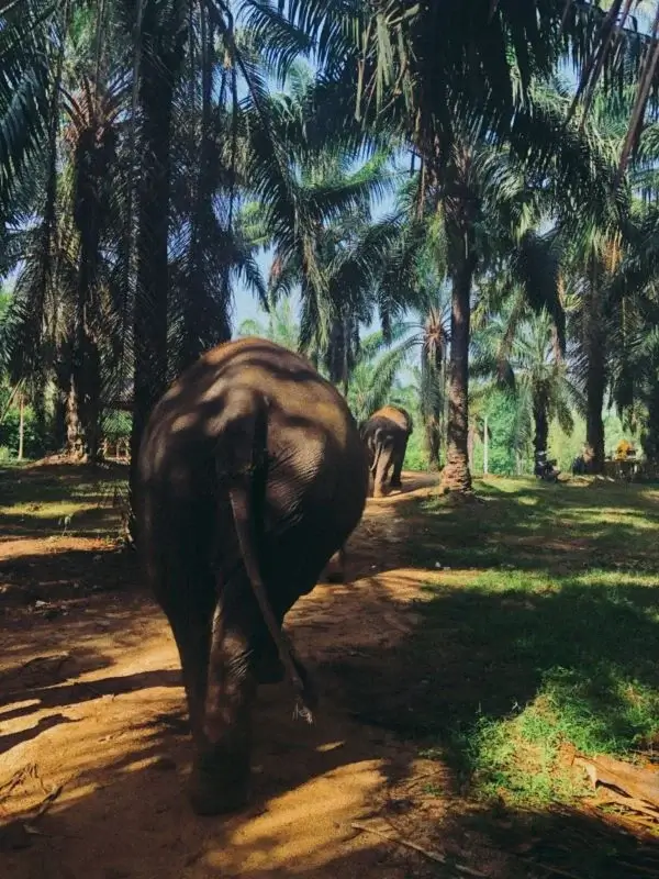 Santuários de elefante na Tailândia | Phi Phi Brazuca