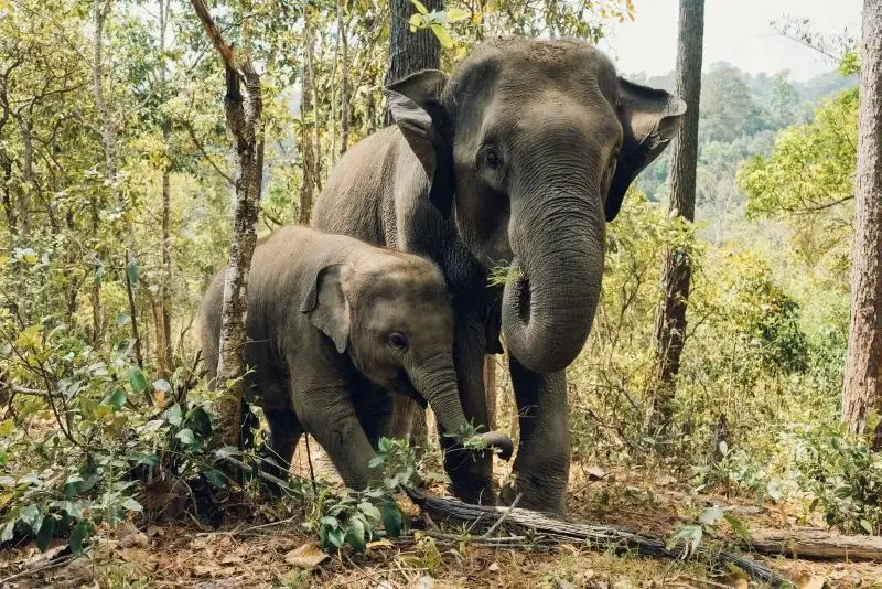 Santuários de elefante na Tailândia | Phi Phi Brazuca