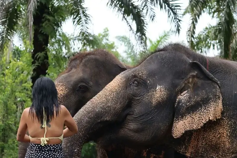 Saiba onde visitar elefantes com ética em Krabi | Phi Phi Brazuca