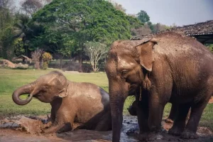 Santuários de elefante na Tailândia | Phi Phi Brazuca