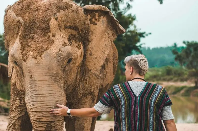 Santuários de elefante na Tailândia | Phi Phi Brazuca