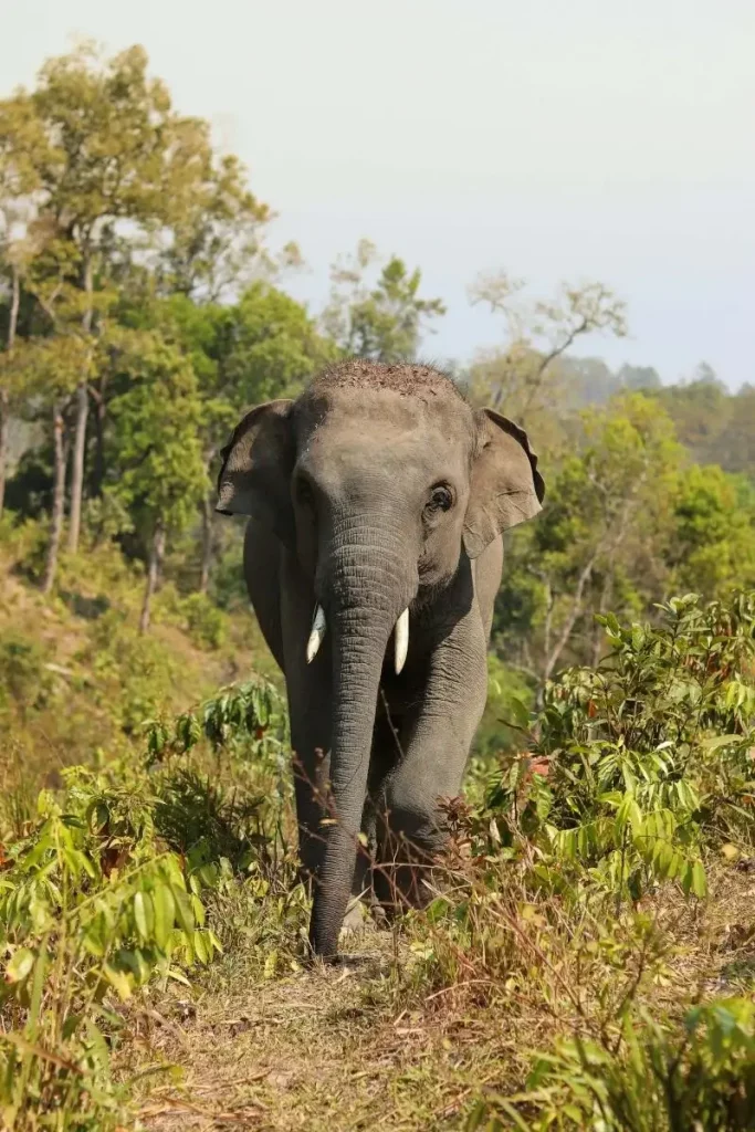 Santuários de elefante na Tailândia | Phi Phi Brazuca