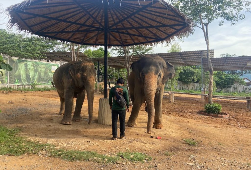 santuário de elefantes em Chiang Mai