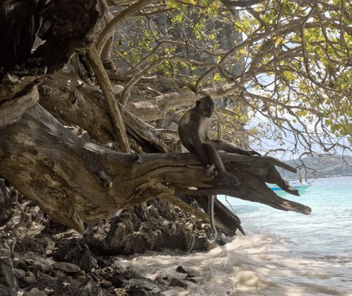 passeio de Long tail em Phi Phi