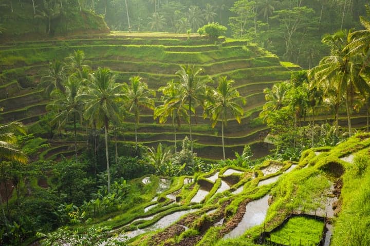 Terras de arroz em degraus com palmeiras na Indonésia, paisagem exótica e natural.